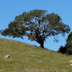 Chne vert de Californie